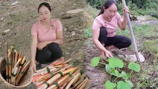 Harvesting wild vegetables to sell_gardening /triệu mùi máy