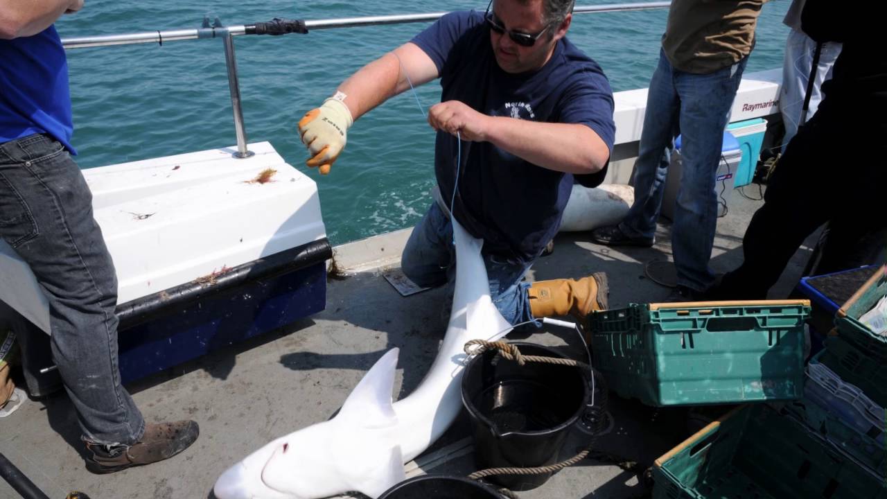 Ep 10 Jason Owen, Fishing Pwllheli YouTube