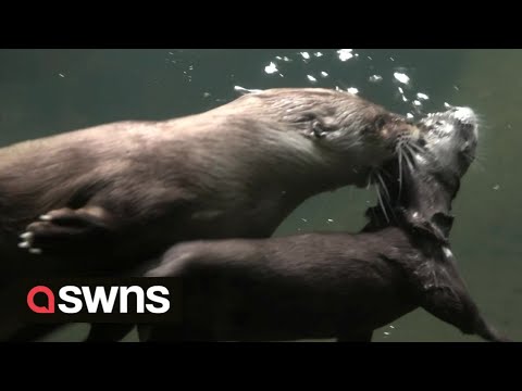 Adorable video shows mama otter teaching baby otter how to swim | SWNS