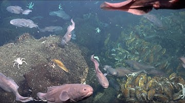 At the Frontier of Science | Ultra Fine-Scale Seafloor Mapping - Week 2