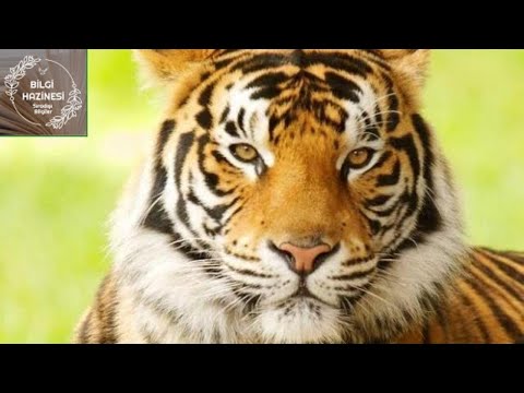 Video: Oburluğu simgeleyen hayvan hangisidir?