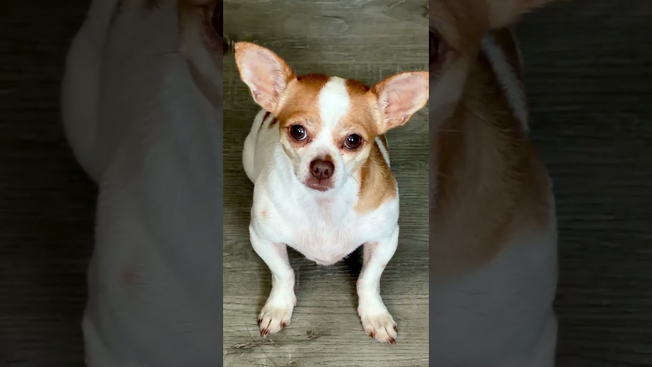 CHI-CHI-HUAH: Tiny Dog, BIG Personality!🐾