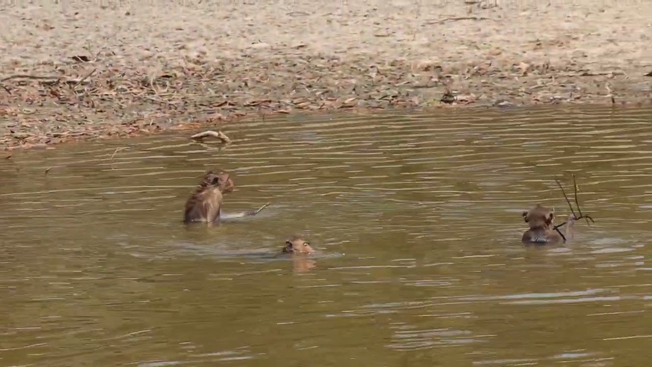 Wild monkey like swimming 
