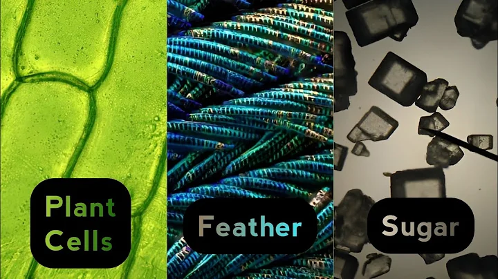 Objects Under Microscope 🔬 - 4