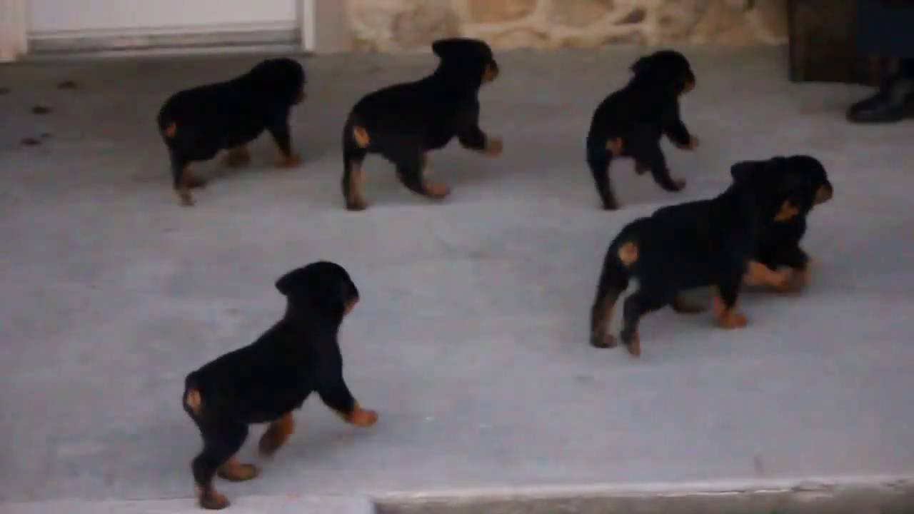 rottweiler puppies for sale rottweiler puppies for sale