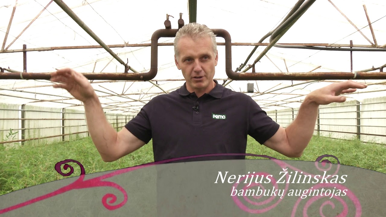 Skinsiu raudoną rožę - Bambukai. Ką verta žinoti apie jų auginimą Lietuvoje? (2018 07 14)