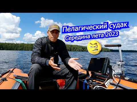 Ловля пелагического судака в середине лета 2023