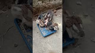 lg makanin adik adik nya ayam Vitgon