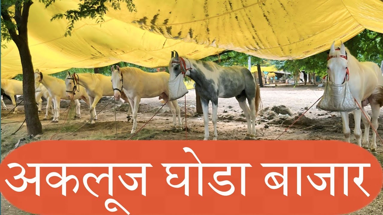 अकलुज घोडा बाजार!|AKLUJ HORSE MARKET 2025|Akluj Ghoda Bazar 2025|MI  PILIVKAR 🙏