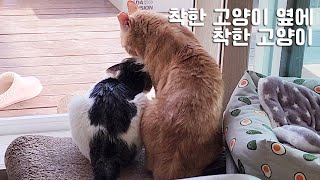 [#799] 서로 무관심도 다행이었는데...이젠 우다다에 다정함까지 보여주는 고양이들ㅣ송 빵 할미 그리고 호밀