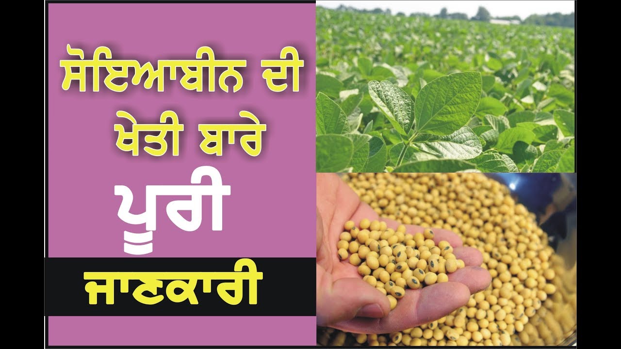 Soya Bean Farming ਸੋਇਆਬੀਨ Agriculture India YouTube