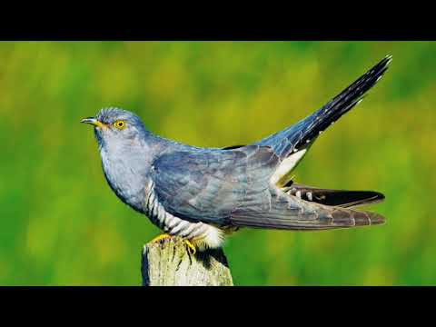 The sound of cuckoo (صدای کوکو نر)