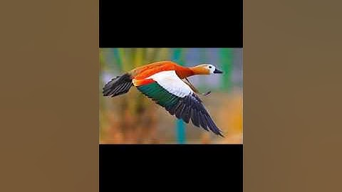 تلاوه خاشعه بصوت الشيخ سعود الشريم من سورة ص