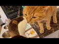 本物のカワウソの声で鳴くぬいぐるみを弟のように愛でる猫 cat playing with a stuffed animal crying with an otter's voice