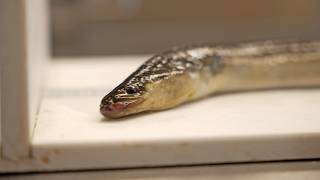 The American Eel Pot Survey