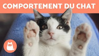 Comportement du chat  Les clés pour les comprendre !