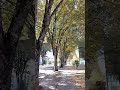 CIDADE DE VISEU - PORTUGAL 🇵🇹 #shorts #viseu #portugal