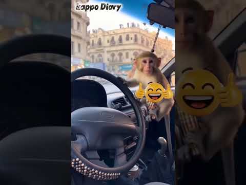 يوميات القرد ساسكو يسرق تاكسي   اكسبلور ضحك   ترند باب الحارة 