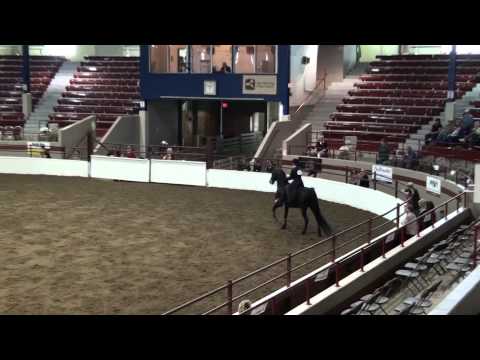 Hartland Best Man NYS Breeders Horse Show