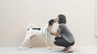 Helping Shelter Dogs Find A New Home With Ubersnaps Gif Photo Booth