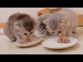 Les chatons qui taient si excits par leur premire nourriture pour bb taient si mignons