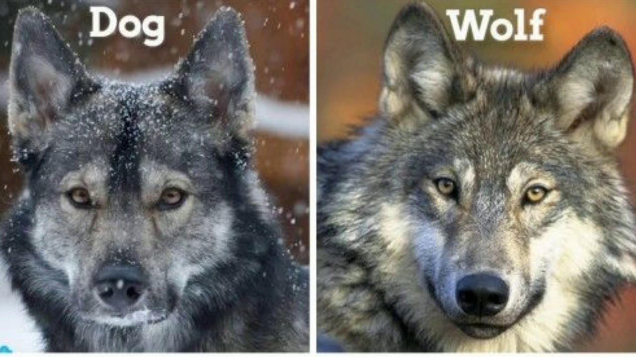 Dog Origin and Facts in Tamil - நாய்களை பற்றி சில தகவல்கள் - YouTube