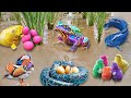 Catch puffer fish and hermit crabs snails conch eels crabs sea fish nemo fish ornamental fish Salmon