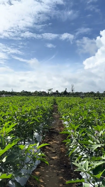 terong tergokil #voc #shotsvideo #iklanshots