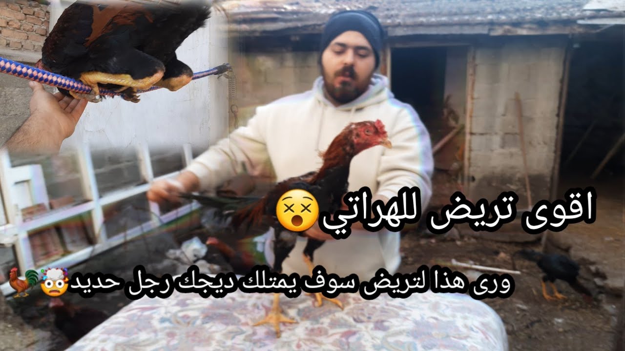 أقوى تريض للديك الهراتي 😵🐓🐓 وداعآ للرخاوة 🤗