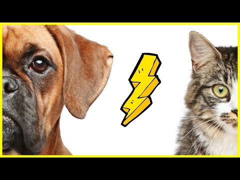 Video: Bringen Sie Ihrem Welpen bei, behutsam mit der Katze zu spielen