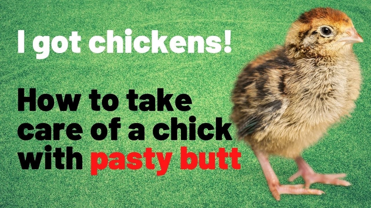 Giving my baby chick a bath to clean her pasty butt YouTube