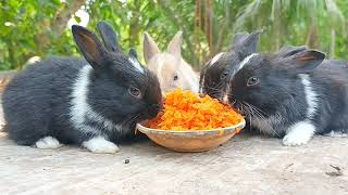 My black rabbits are eating carrots