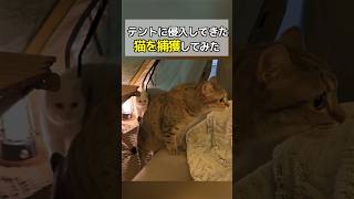 テントに侵入してきた猫を捕まえてみた…笑
