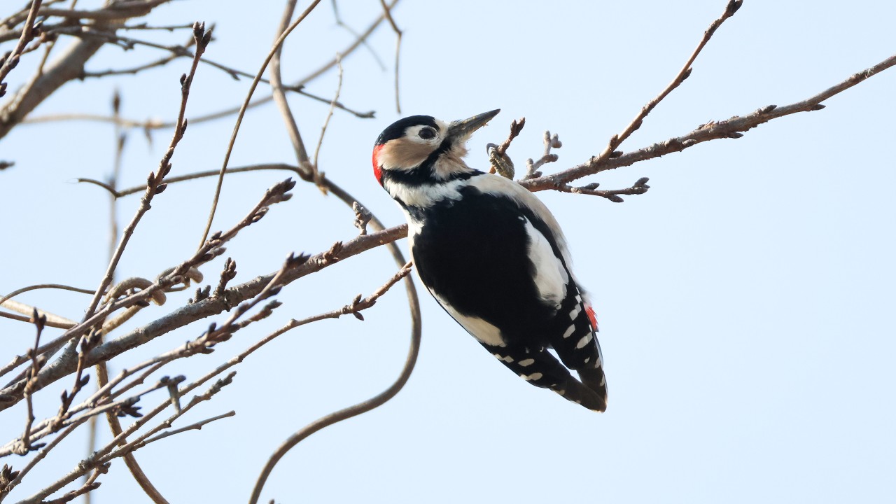 4K 큰오색딱다구리(Great Spotted Woodpecker)의 먹방