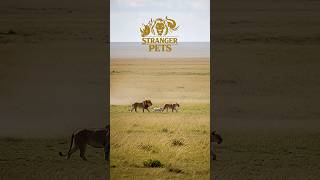 The Day Everything Changed Trials Of The White Lion Cub