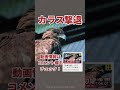 【音量注意】イヌワシ・オオワシの鳴き声【カラス撃退に!】 #Eagle #shorts
