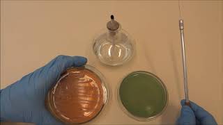 Microbiologia Do Solo Caracterização De Rizóbios