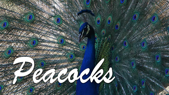 All About Peacocks - DayDayNews