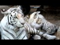 #06 Baby white tiger and mom. 8 weeks old.生後8週間、ホワイトタイガー母子。