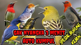 suara pikat burung kecil liar ribut paling joss di jamin burung sekebon langsung kumpul st28