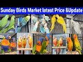 Unique birds multan latest price  update  27 january 2024