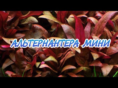 АЛЬТЕРНАНТЕРА МИНИ.СОДЕРЖАНИЕ В АКВАРИУМЕ.