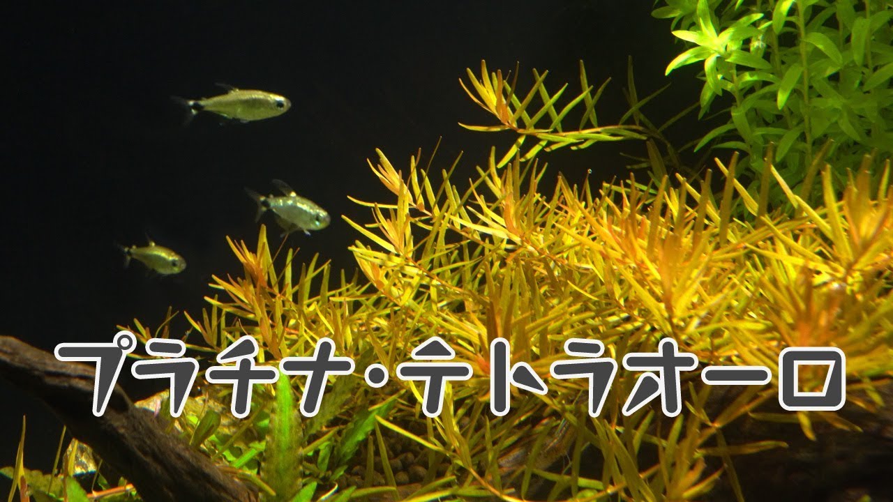 アクアリウム プラチナ テトラオーロ Hyphessobrycon Elachys 凸型水槽 07 Youtube
