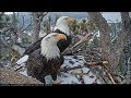 Big Bear Eagle Cam ~ Shadow & Mrs BB Long Visit ~ Beaking, Love Nips & Teamwork 12.1.18