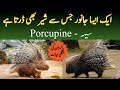 Indian crested porcupine  information and facts about porcupine in pakistan  wildlife of pakistan