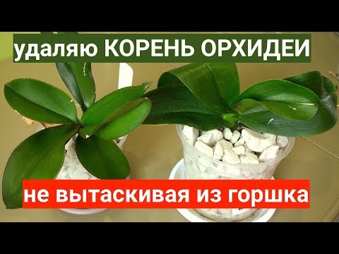 УДАЛЯЮ гнилой корень ОРХИДЕИ не вынимая фаленопсис из ГОРШКА