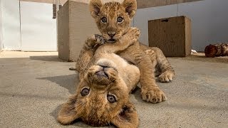 Lion Cubs