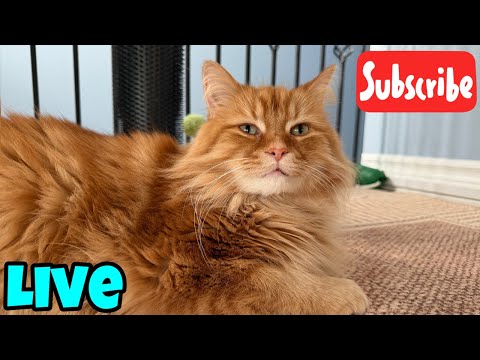 Hangin' out with cats - Live Stream