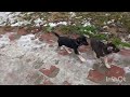 ❗ГУЛЯЕМ ВСЕ ВМЕСТЕ В ПАРКЕ❗🐕🐕🐕