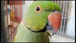 Indian Ring Neck Talking Parrot